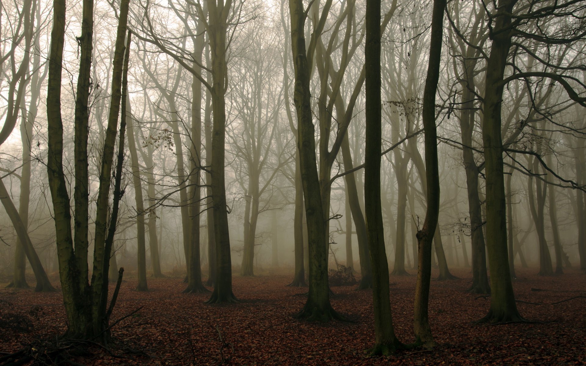 wald nebel natur