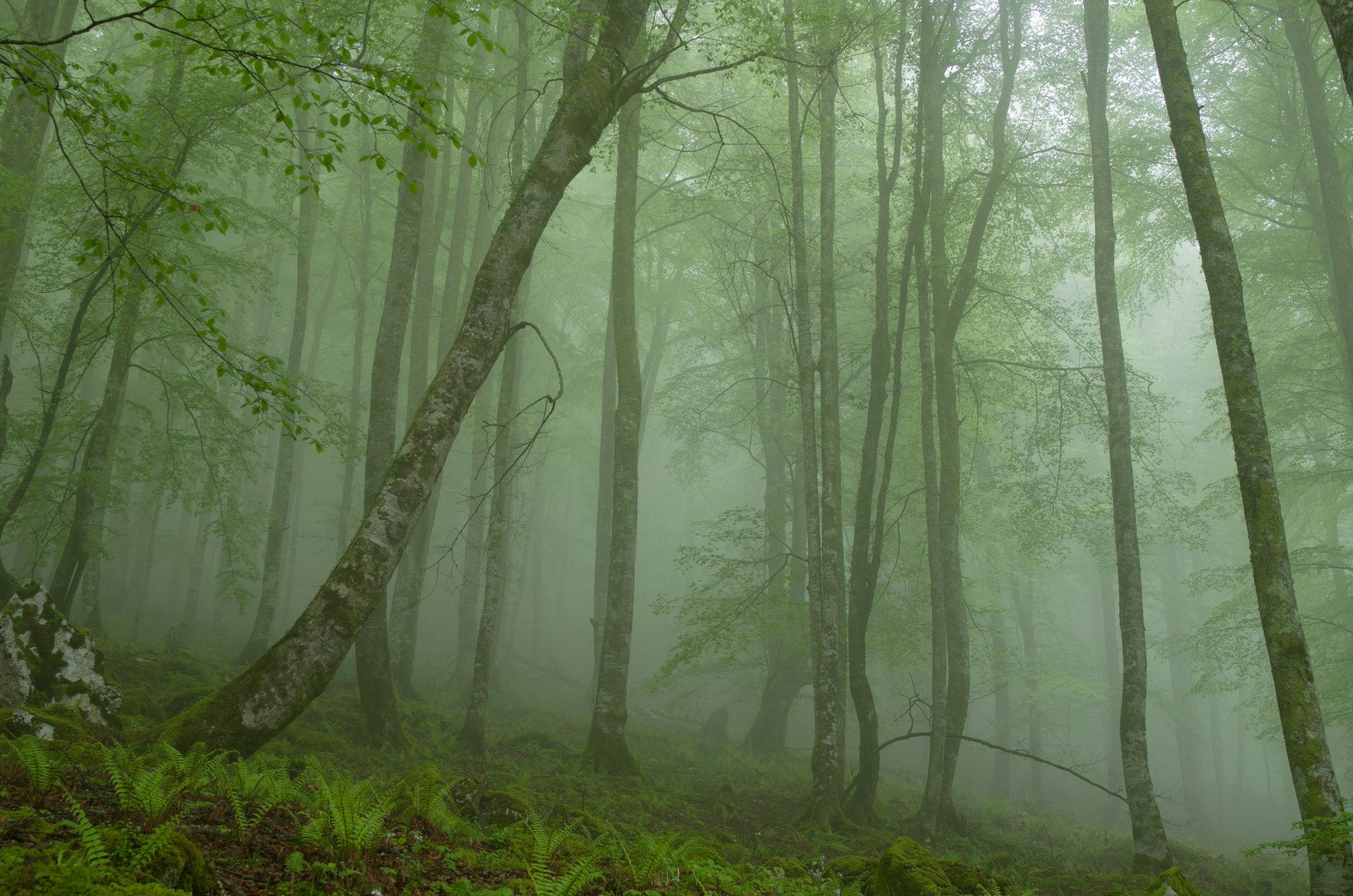 forêt arbres brouillard pierre matin