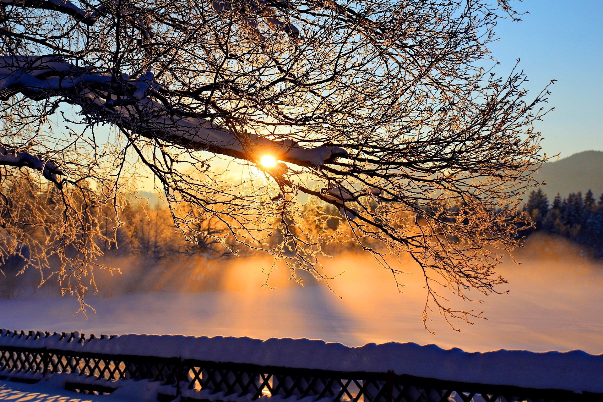 hiver neige arbre branches soleil ciel