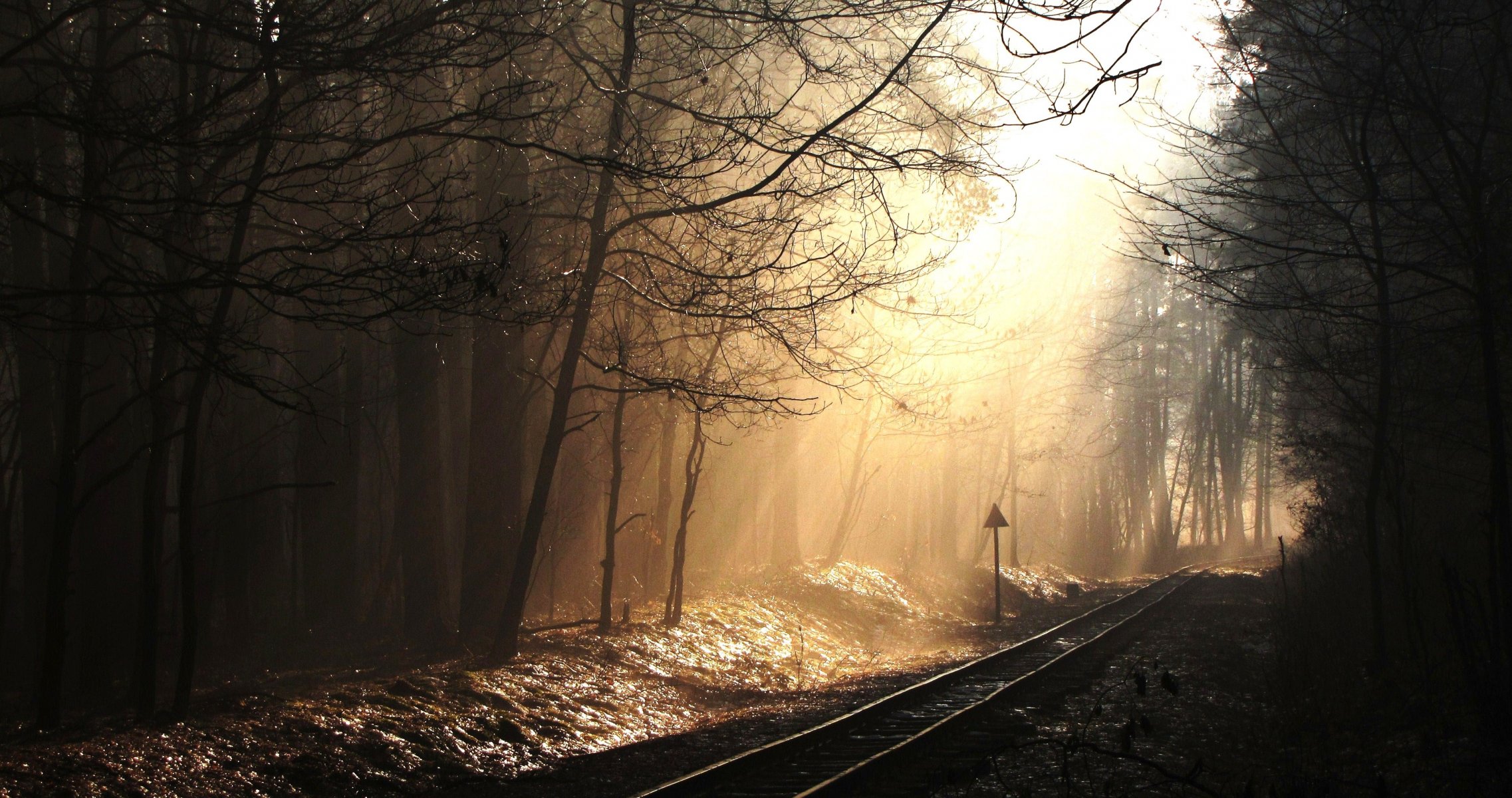 schienen wald strahlen bäume zeichen