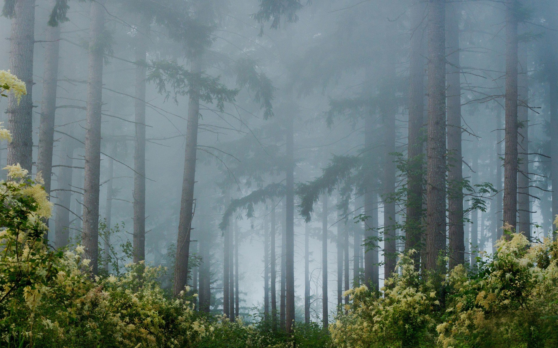 foresta alberi fiori nebbia