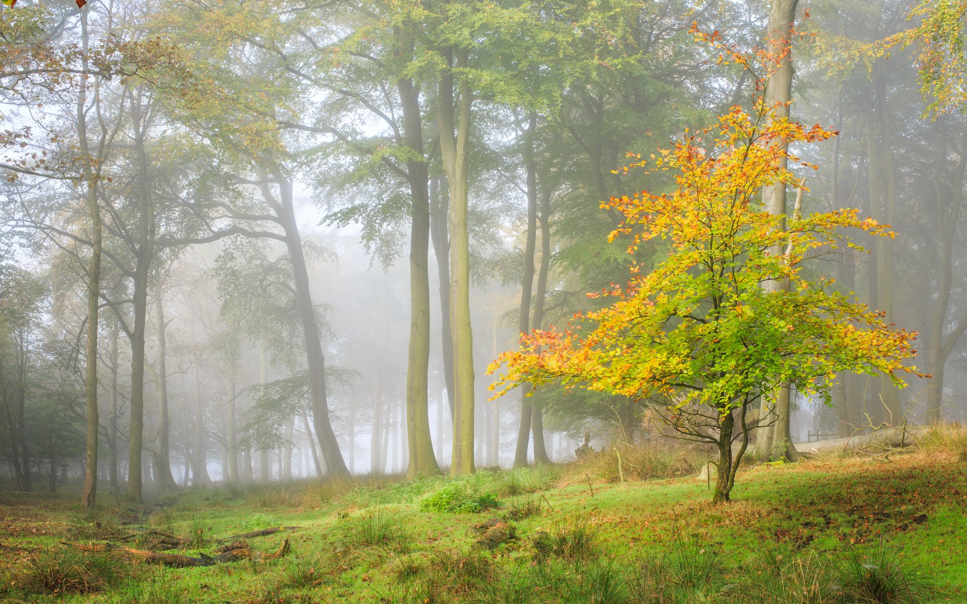 forêt arbre automne