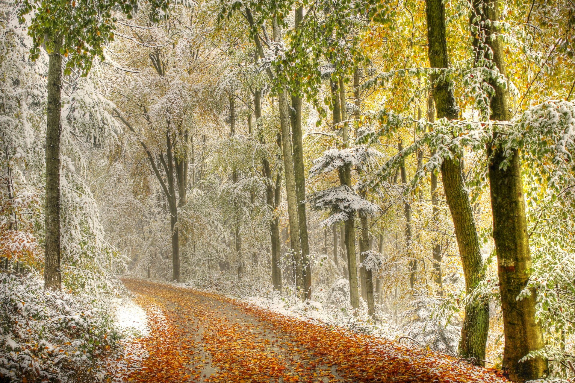 forest road autumn leaves tree snow haze