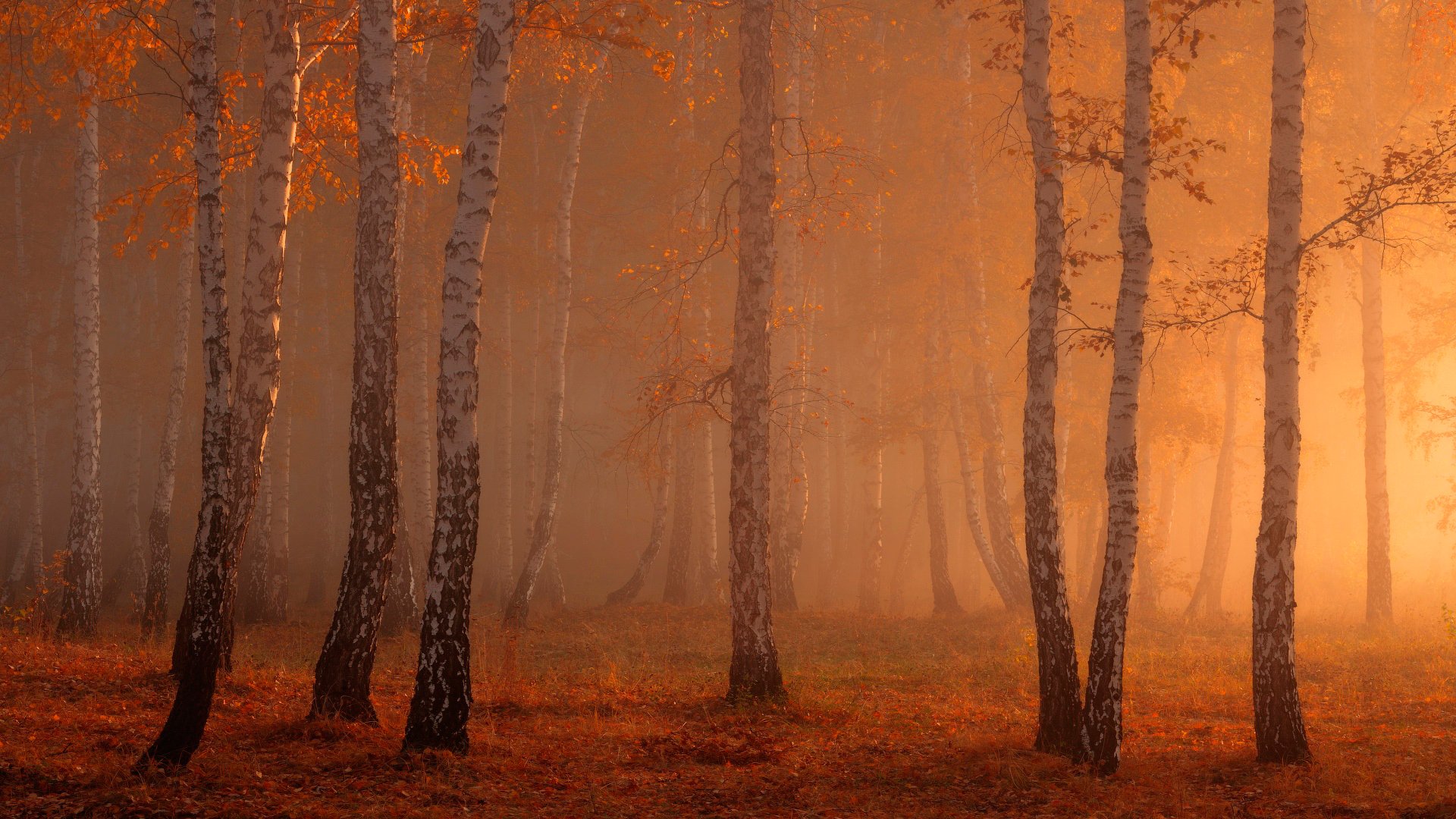 foresta nebbia