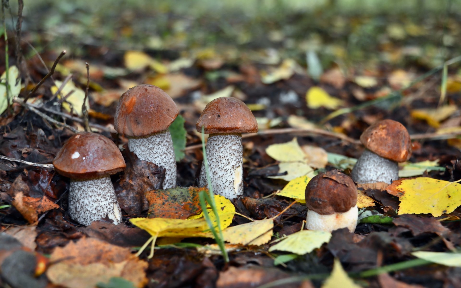 champignons automne nature