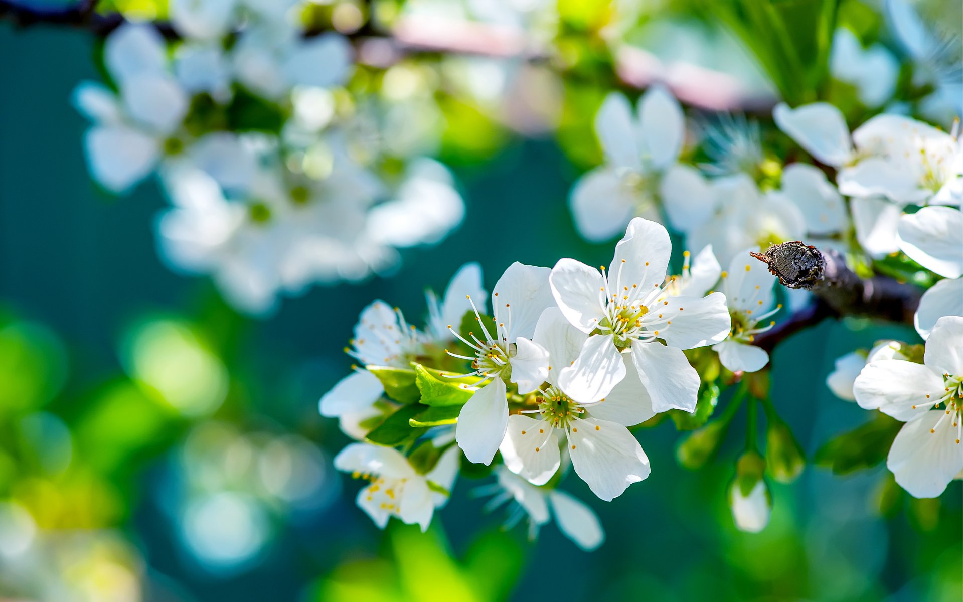 branche arbre floraison fleurs pommier printemps ensoleillé