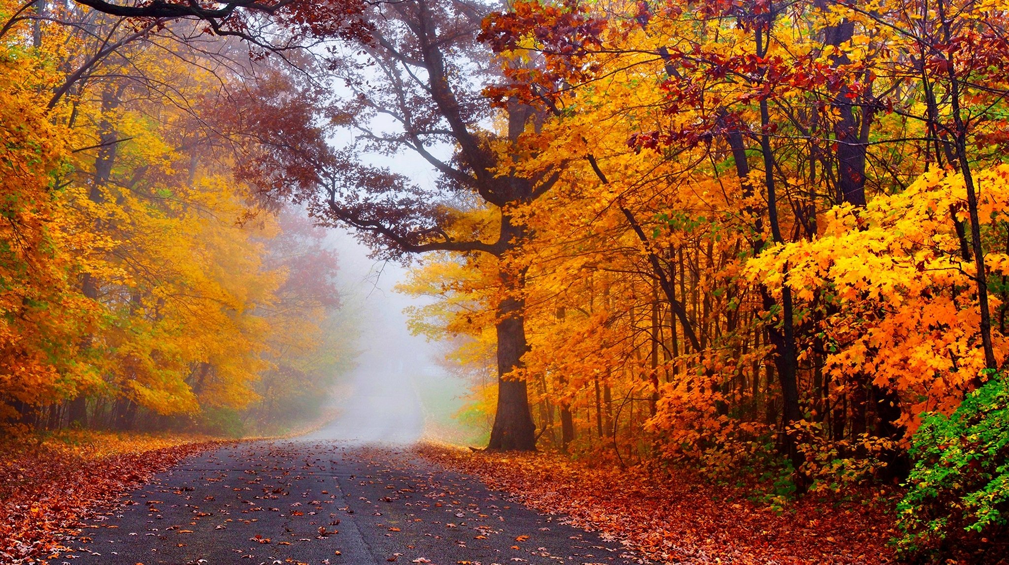 nature forest park trees leaves colorful road autumn fall colors walk