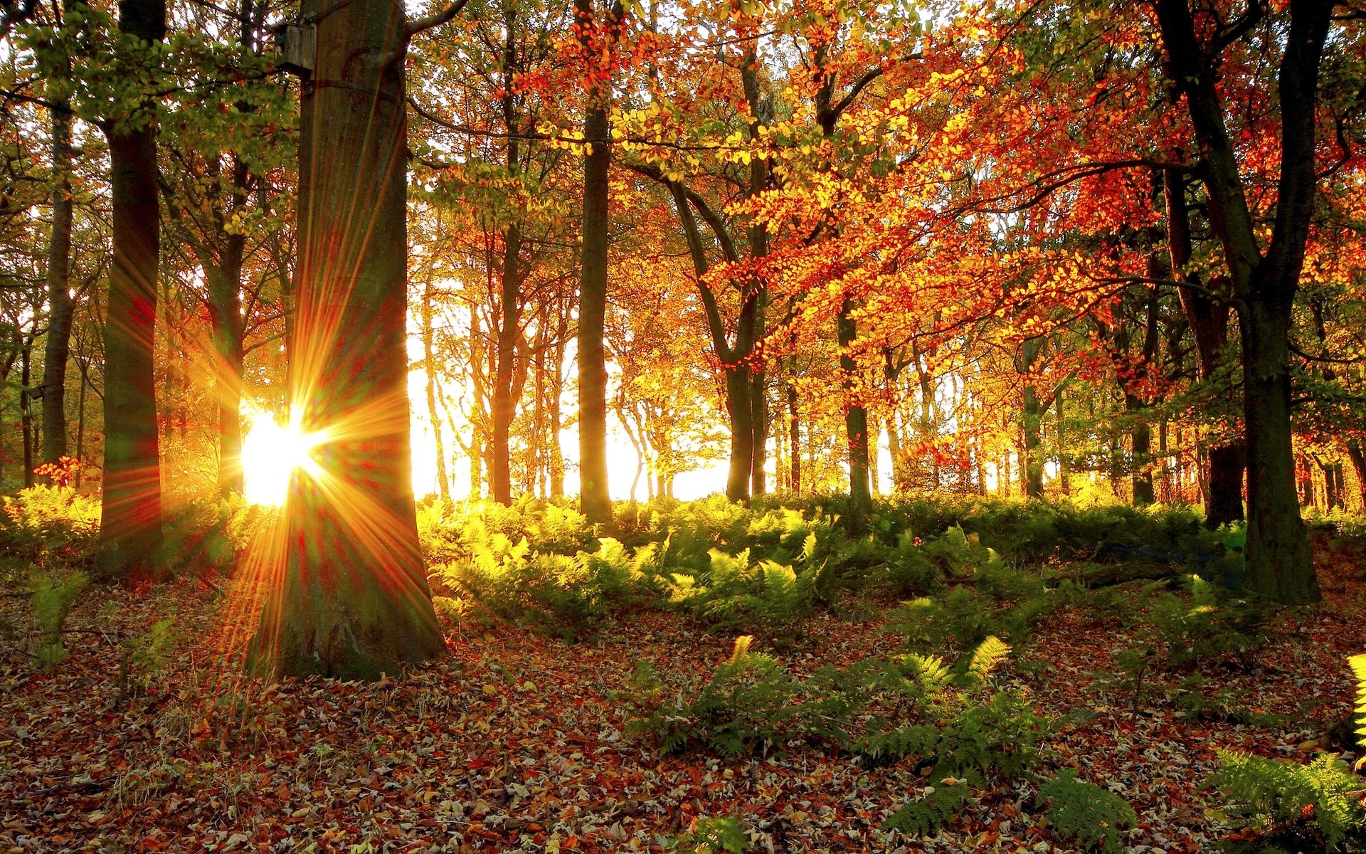 autumn forest tree foliage sun light