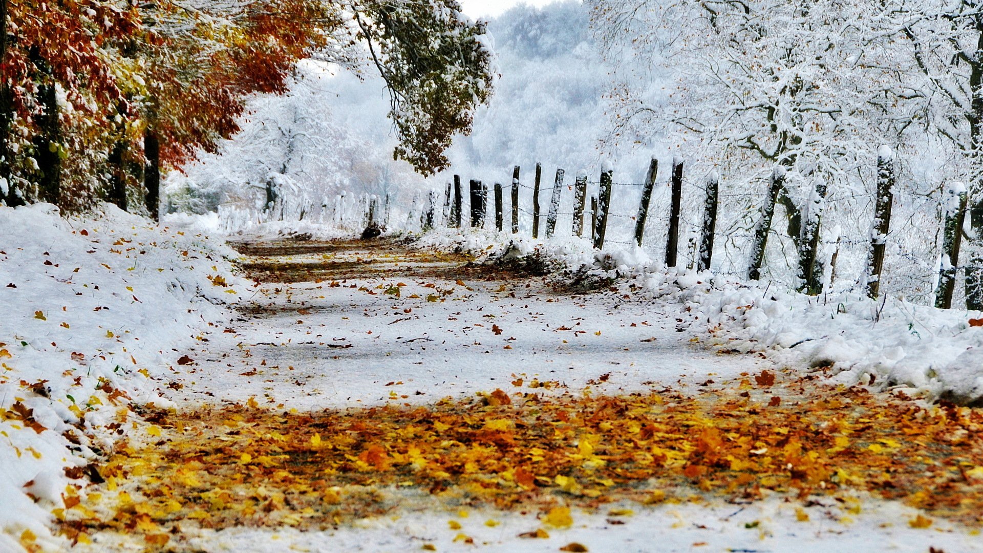 route automne feuilles neige