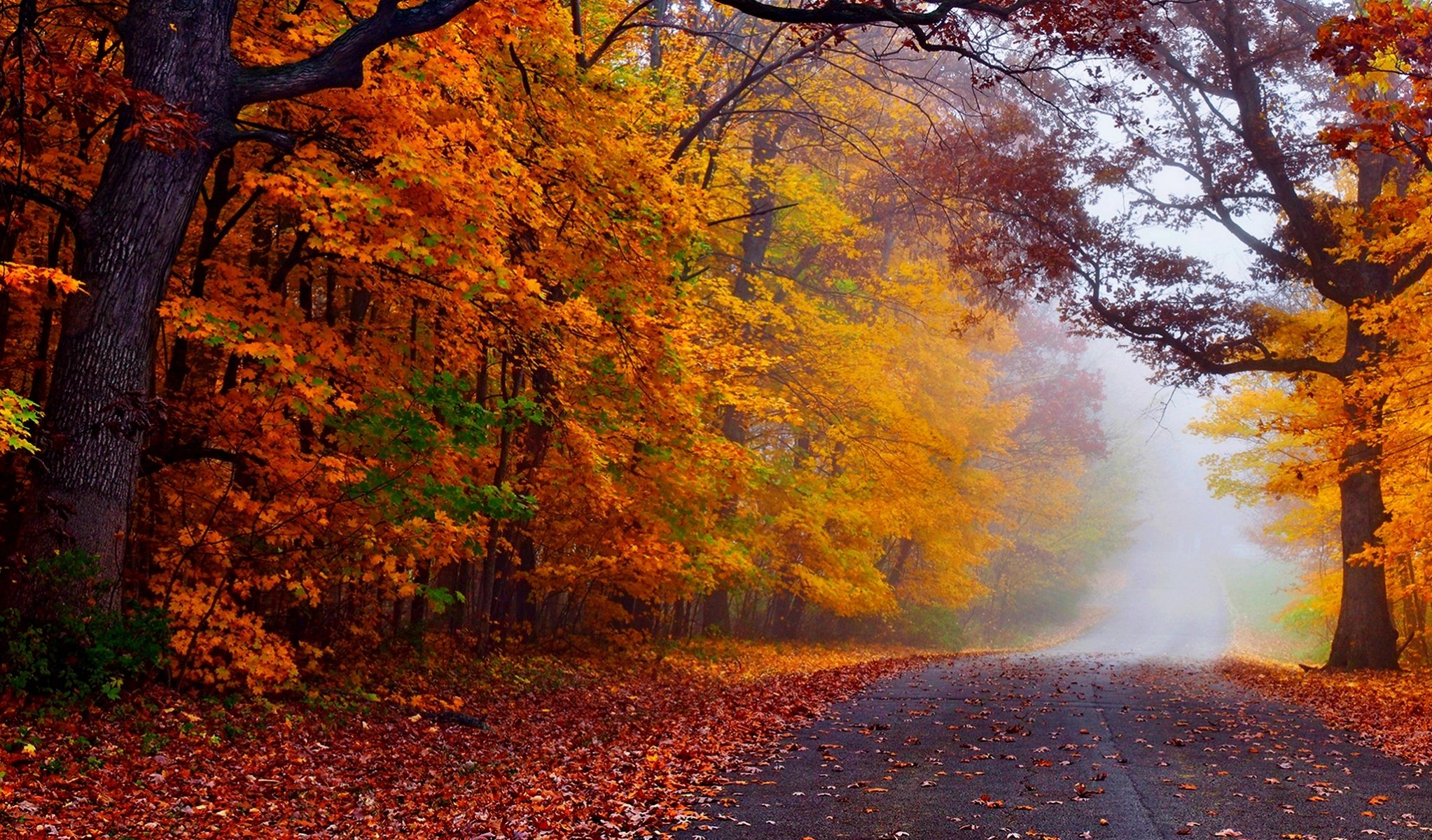 natura foresta parco alberi foglie colorato strada autunno caduta colori passeggiata