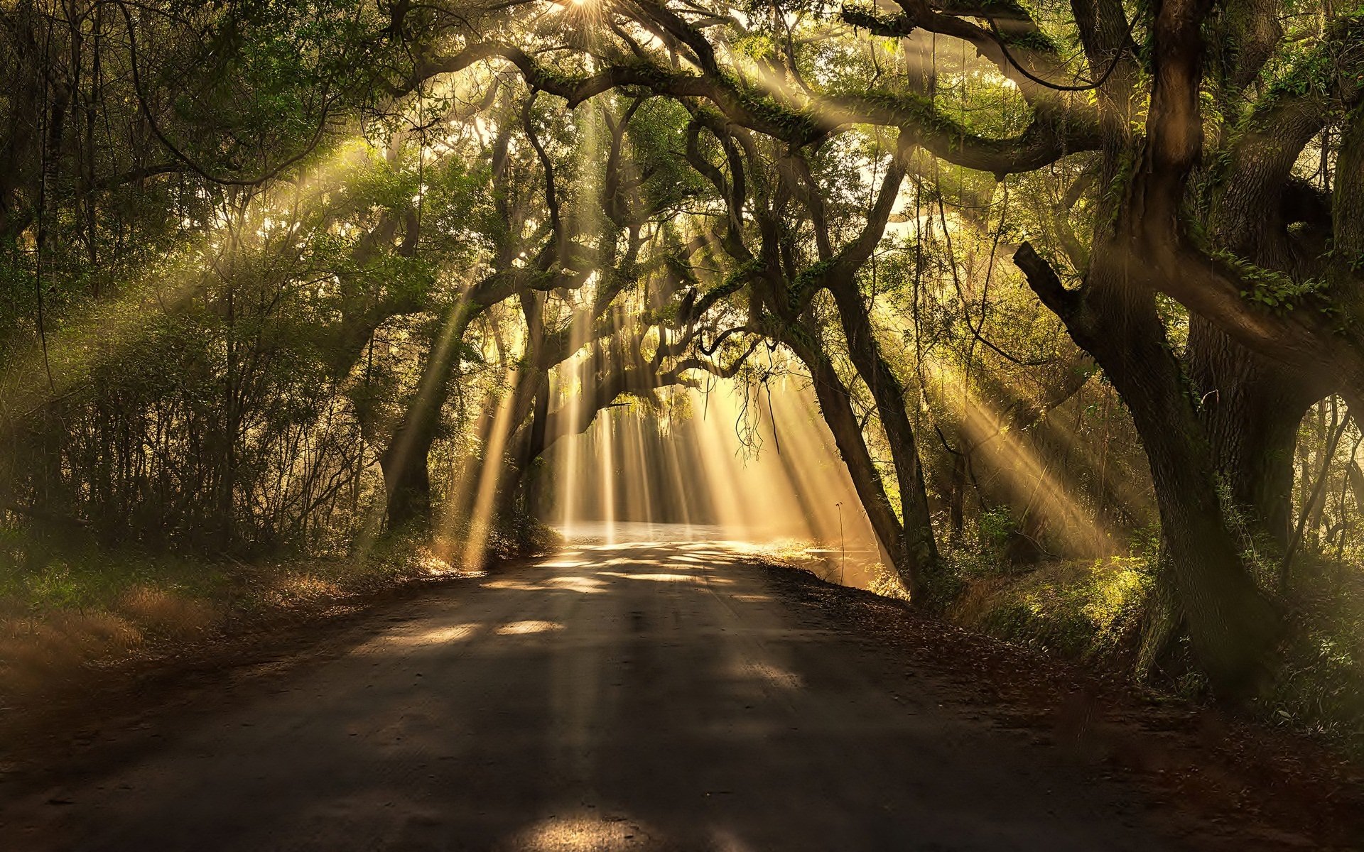 road tree foliage branches light ray