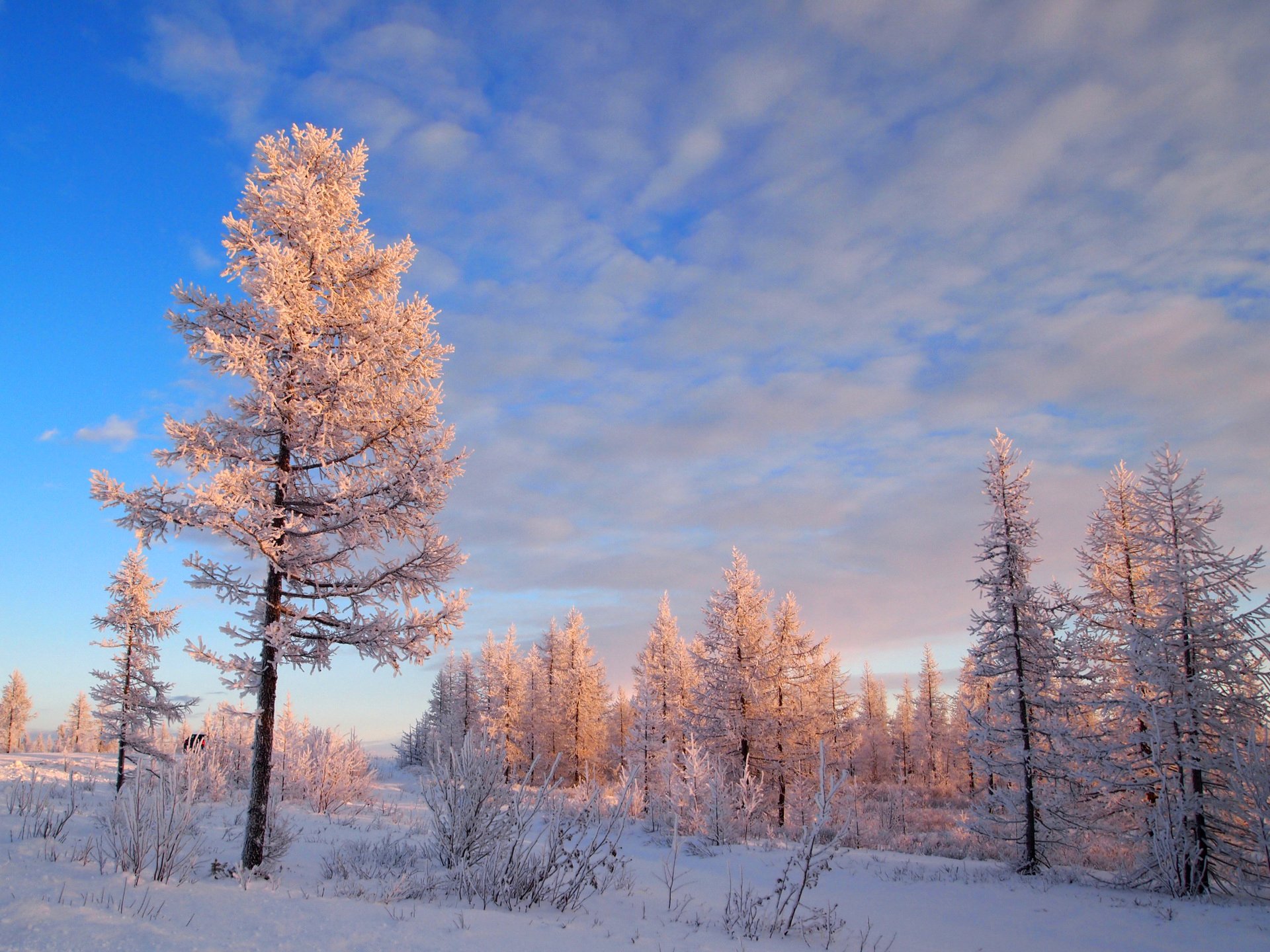 cielo árboles bosque pino invierno nieve escarcha escarcha paisaje