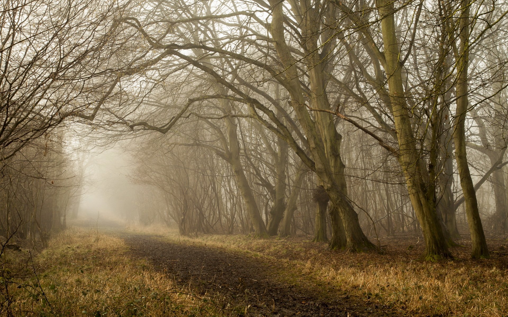 automne arbres nature route