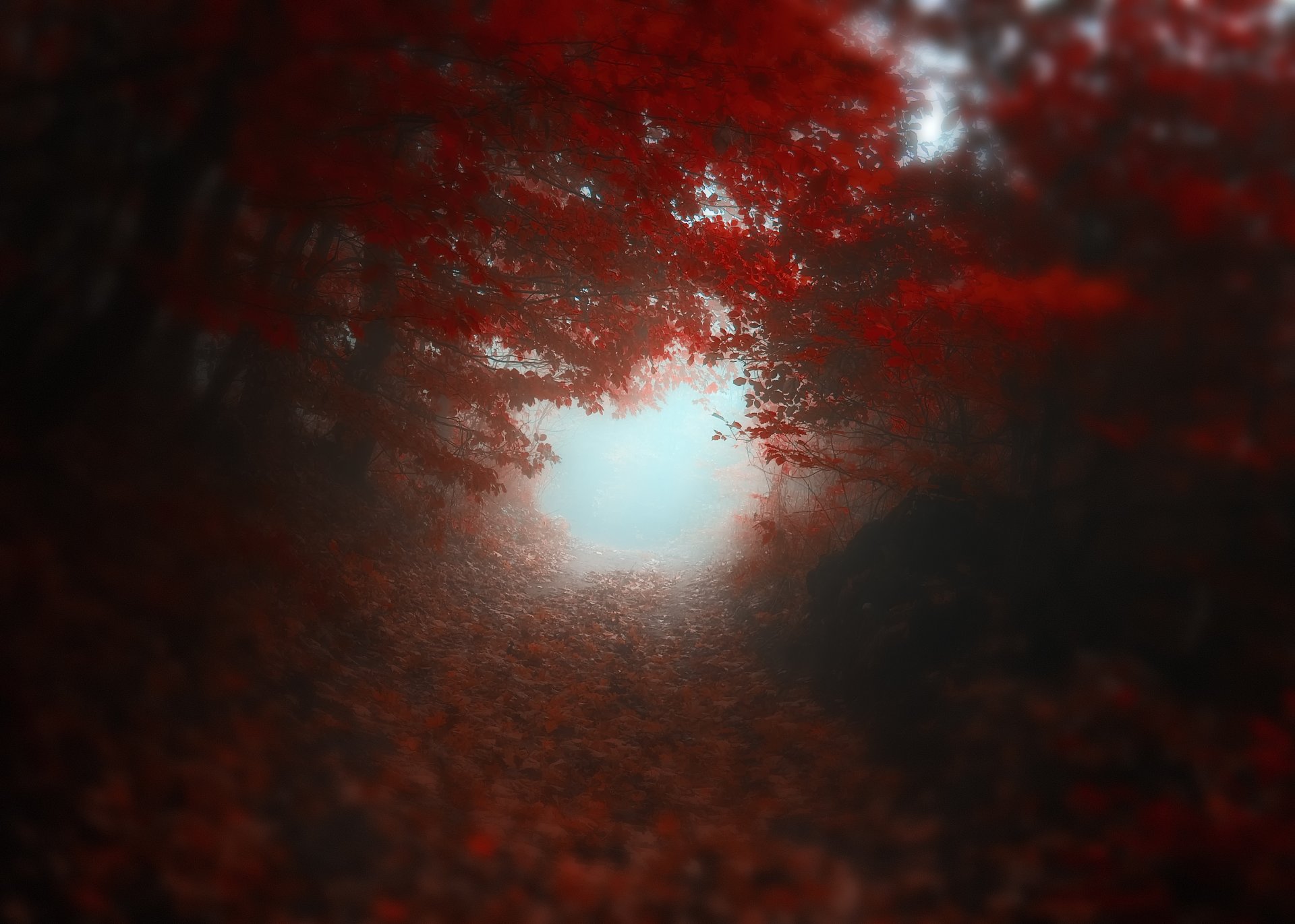 autumn tree road red blur