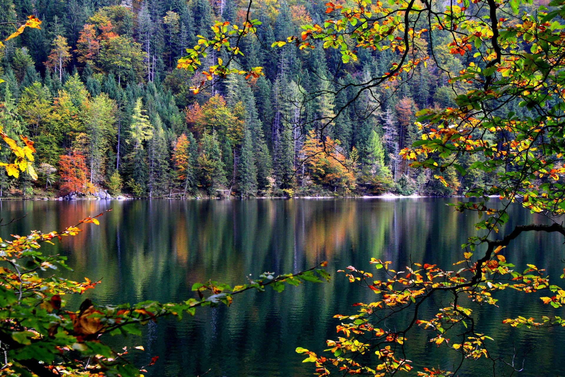 hang wald bäume fluss herbst zweig blätter