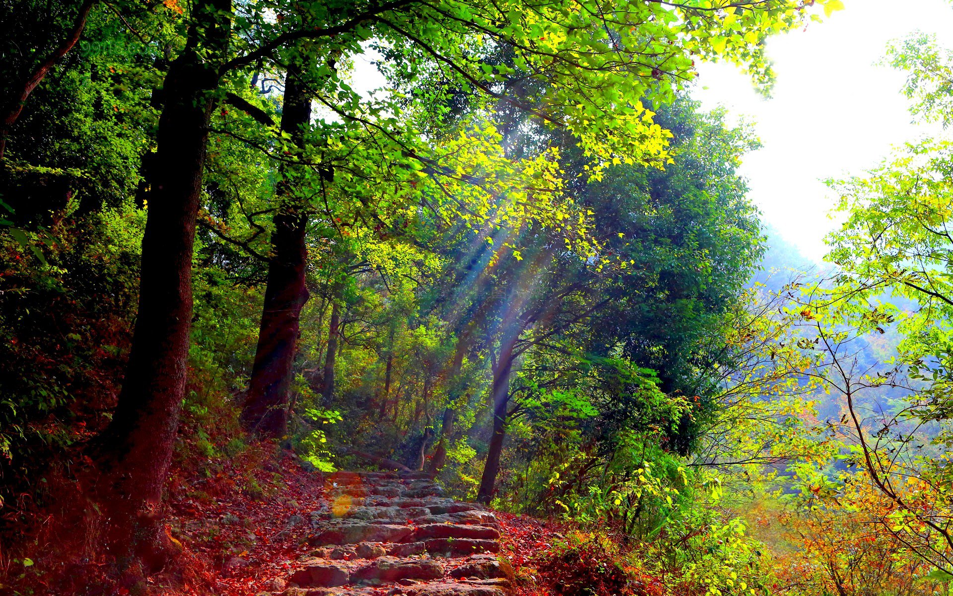 forêt sentier marches verdure lumière rayons