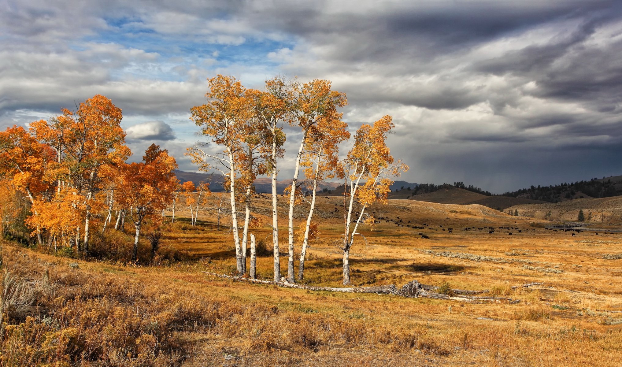 stany zjednoczone yellowstone park narodowy jesień