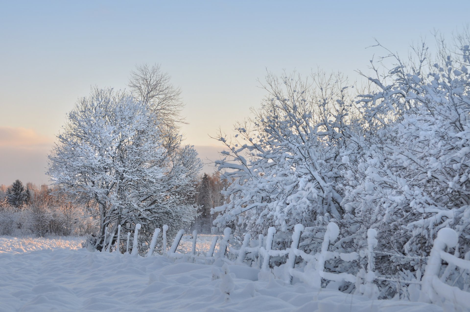 arbres clôture neige gel hiver matin