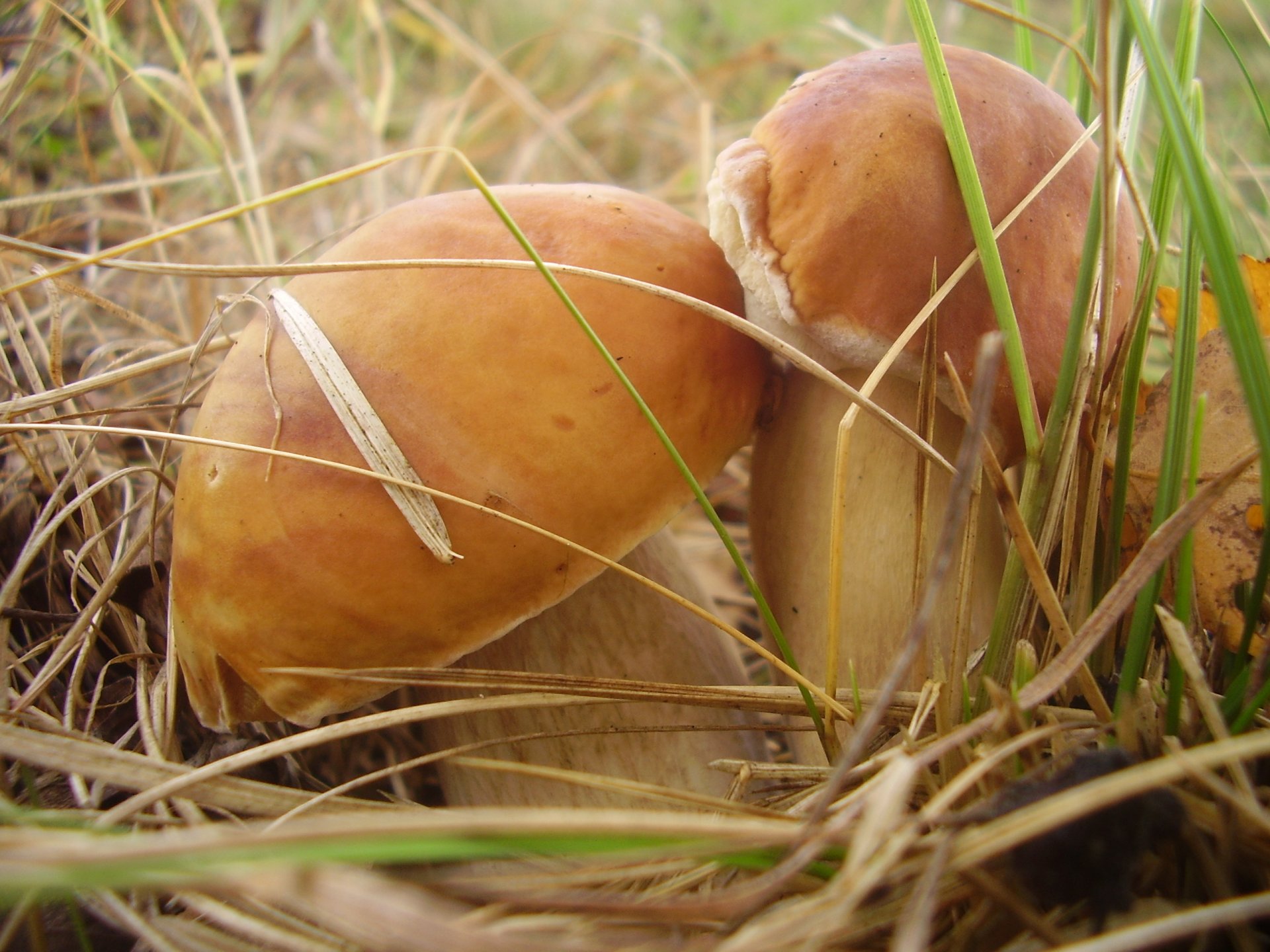 champignons gros plan herbe automne