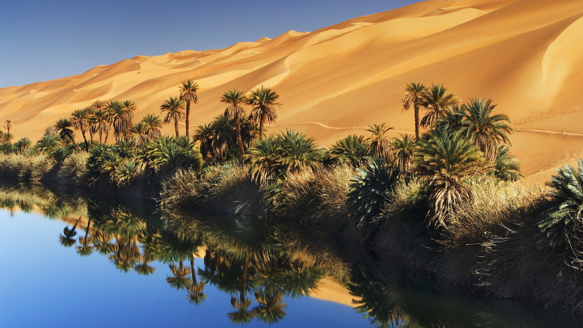 cielo sabbia acqua palme oasi deserto