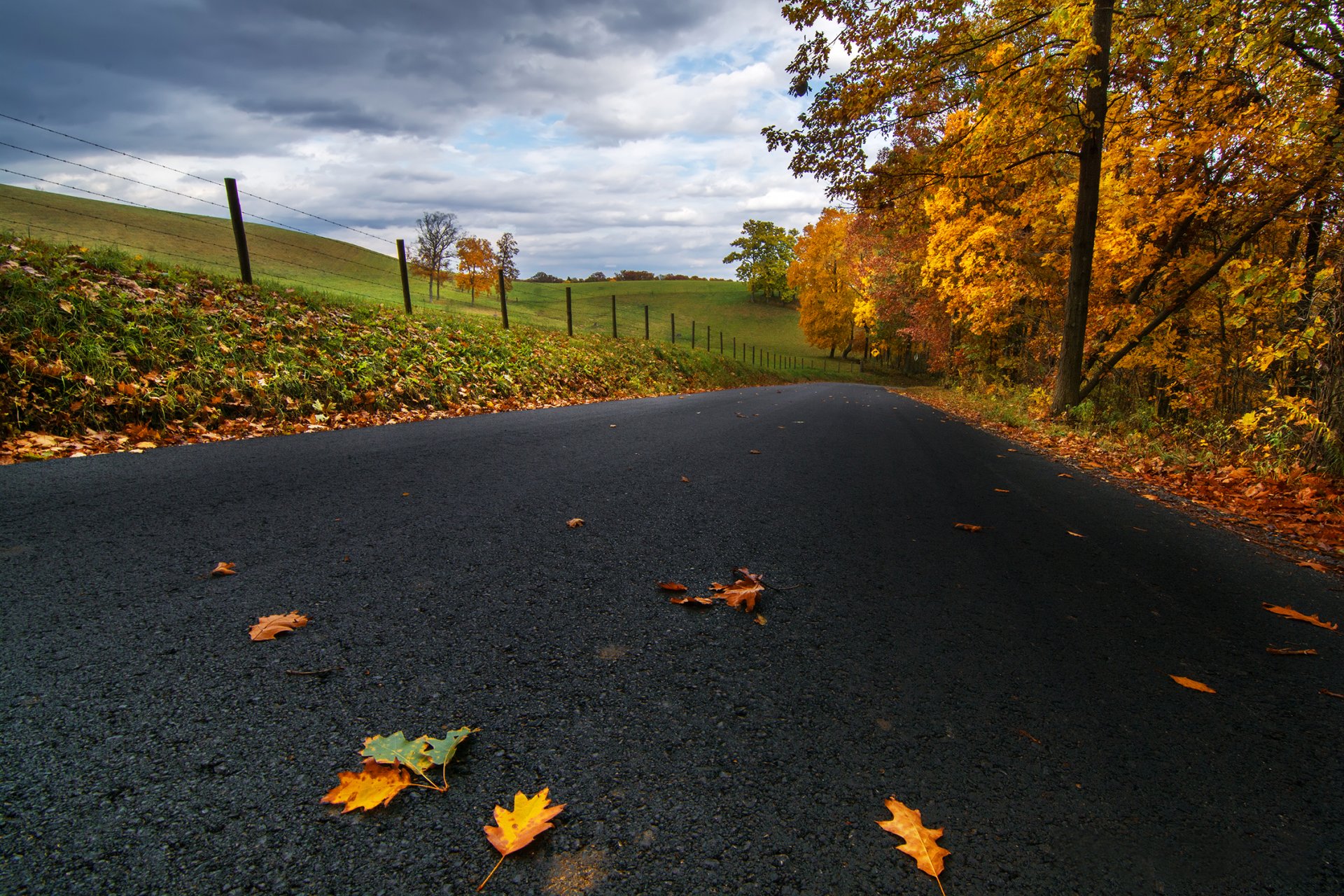 united states pennsylvania road asphalt leaves yellow of the field tree clouds autumn nature