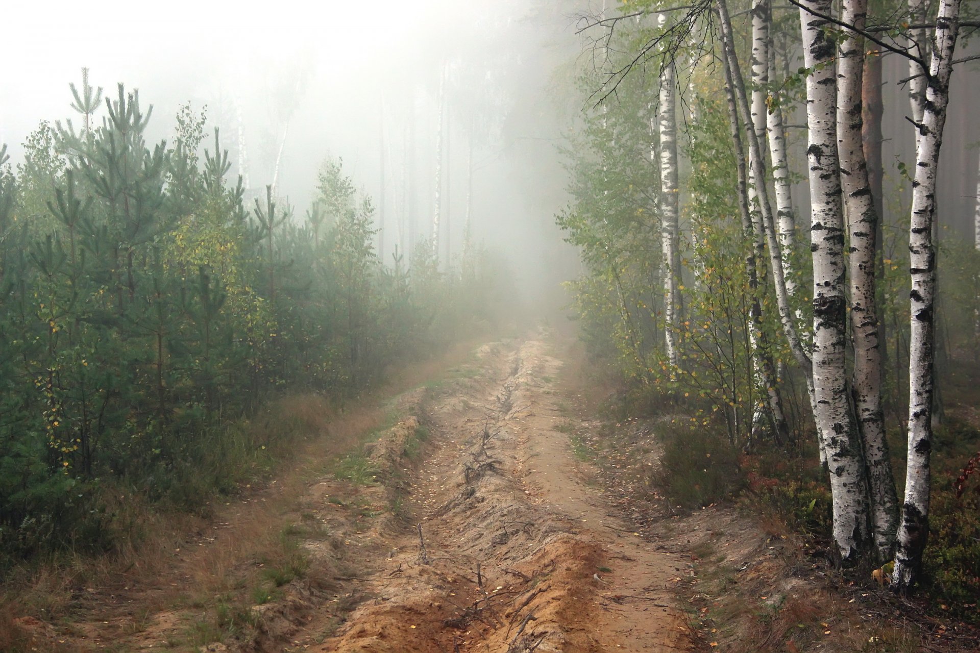 strada foresta pini nebbia mattina