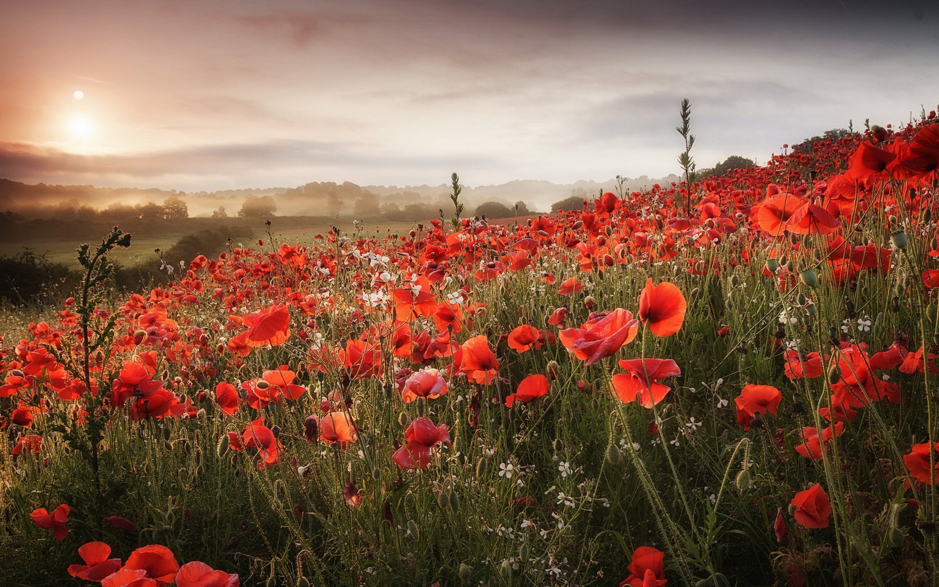 mañana amapolas campo naturaleza paisaje