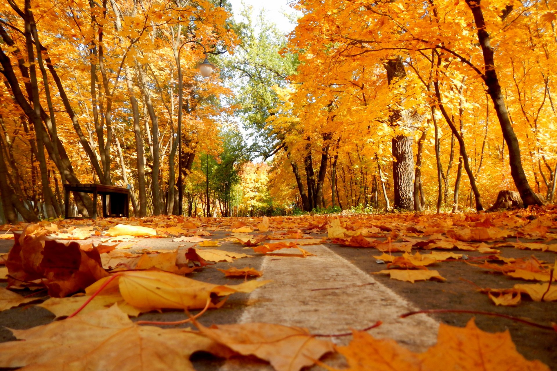 herbst park blätter