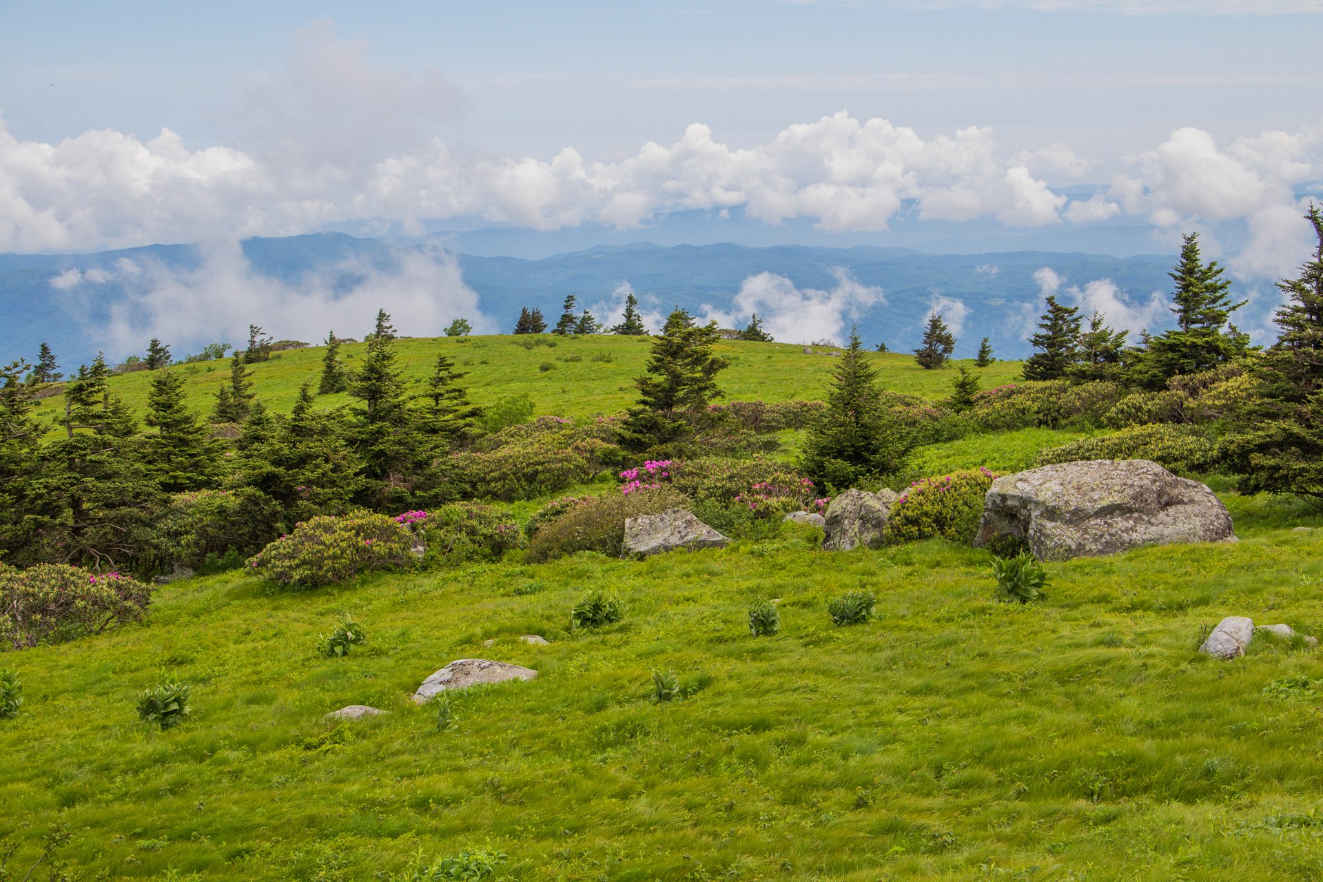 himmel wolken hügel wiese feld steine blumen berge bäume tanne