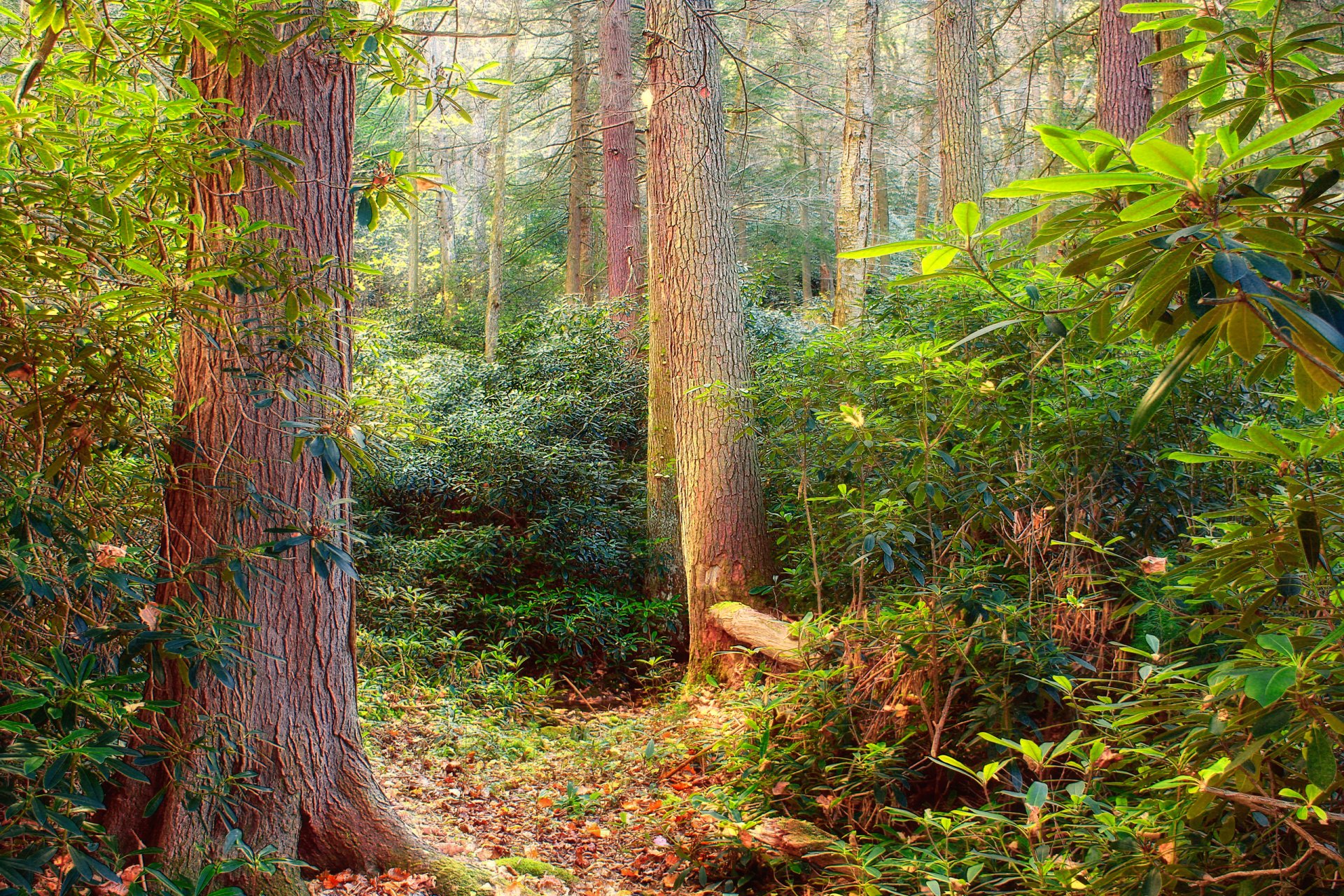 foresta alberi foglie boschetto boschetti