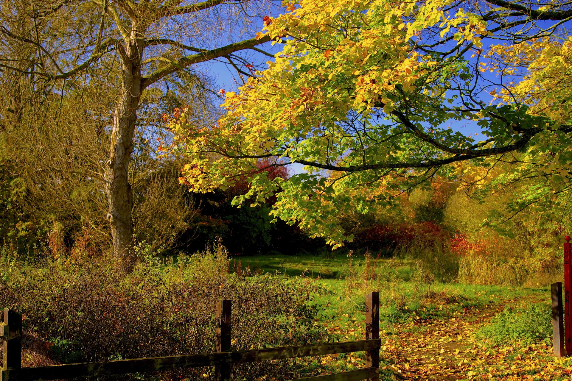 ciel cour forêt clôture arbres automne feuilles passerelle sentier