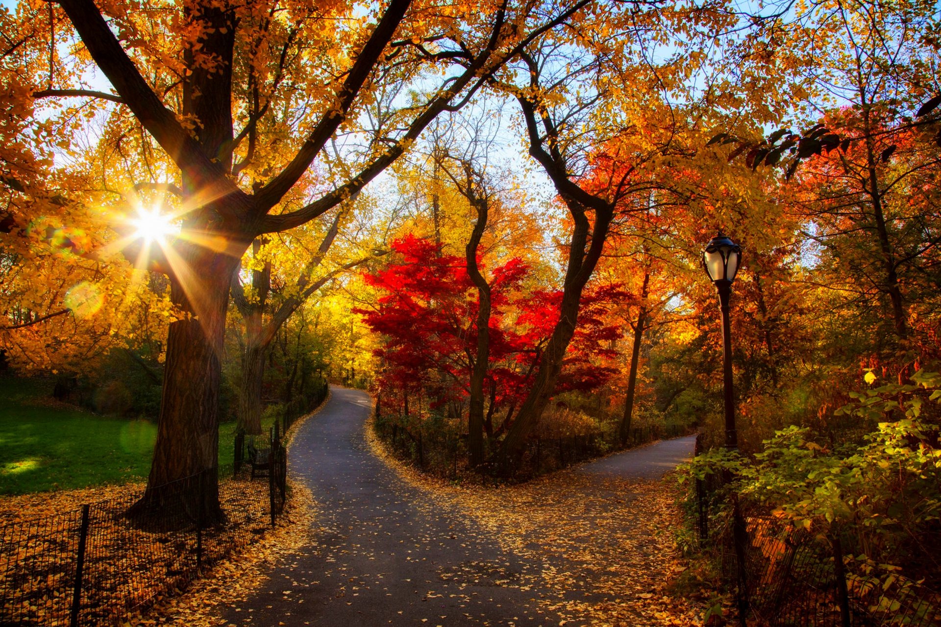 natur wald park bäume blätter bunt straße herbst herbst farben zu fuß sonnenuntergang