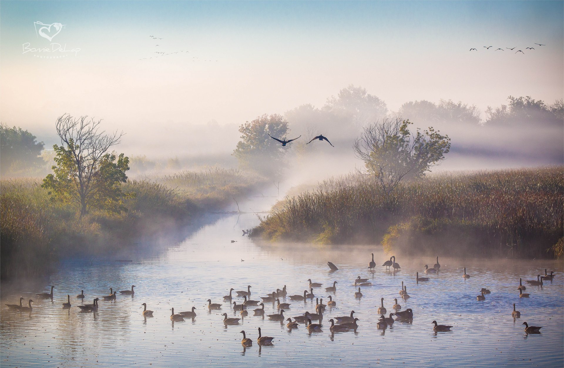 matin automne octobre rivière brouillard canards