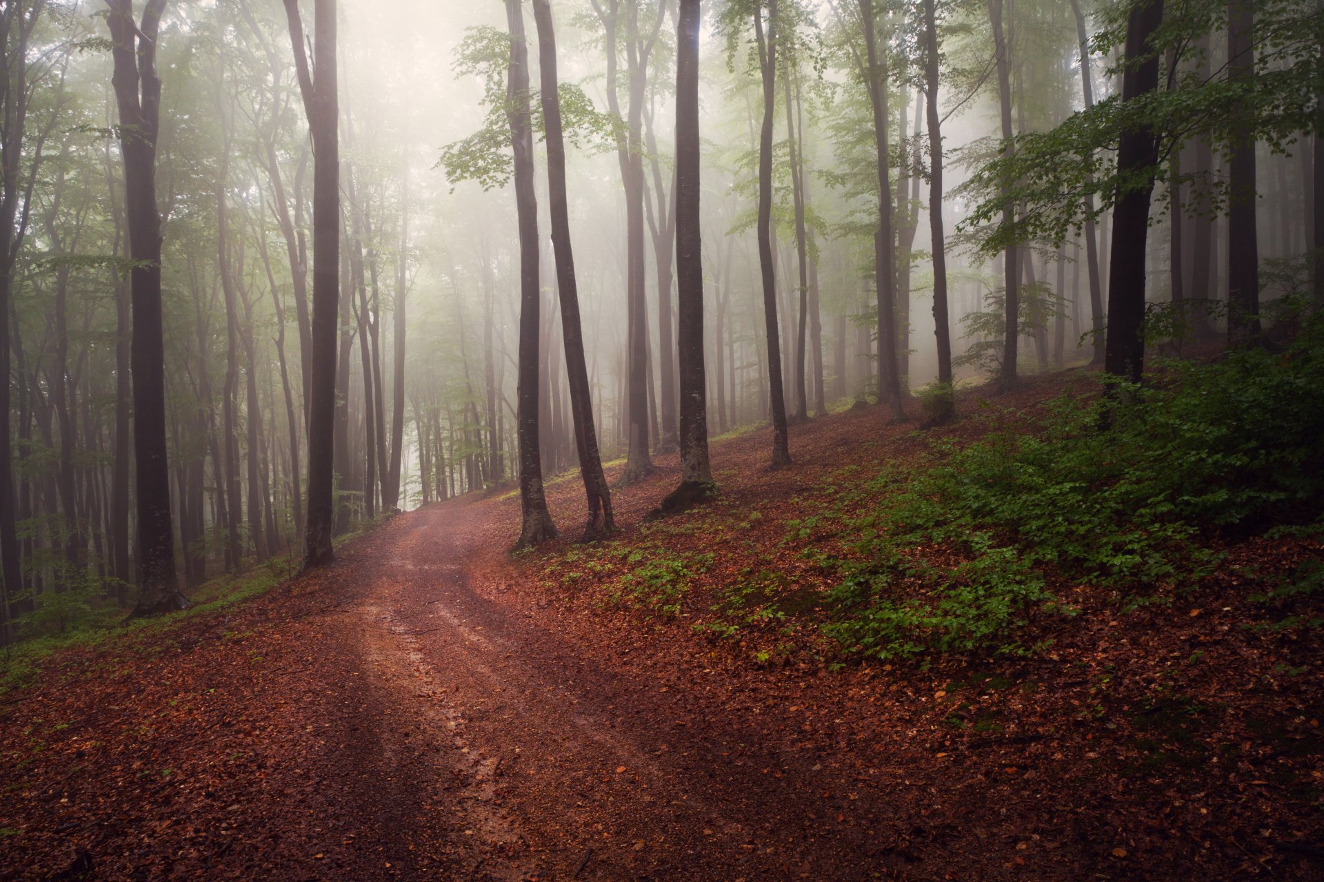 carretera bosque niebla