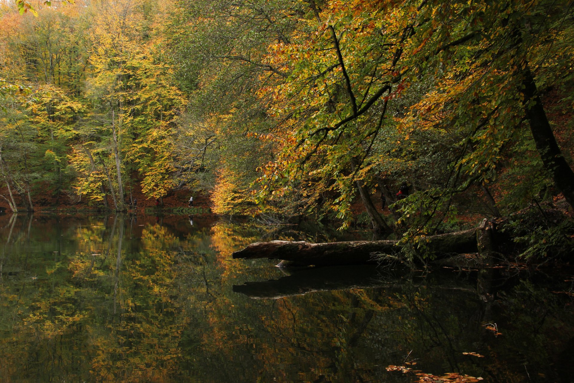 jesień las jezioro bolu turcja