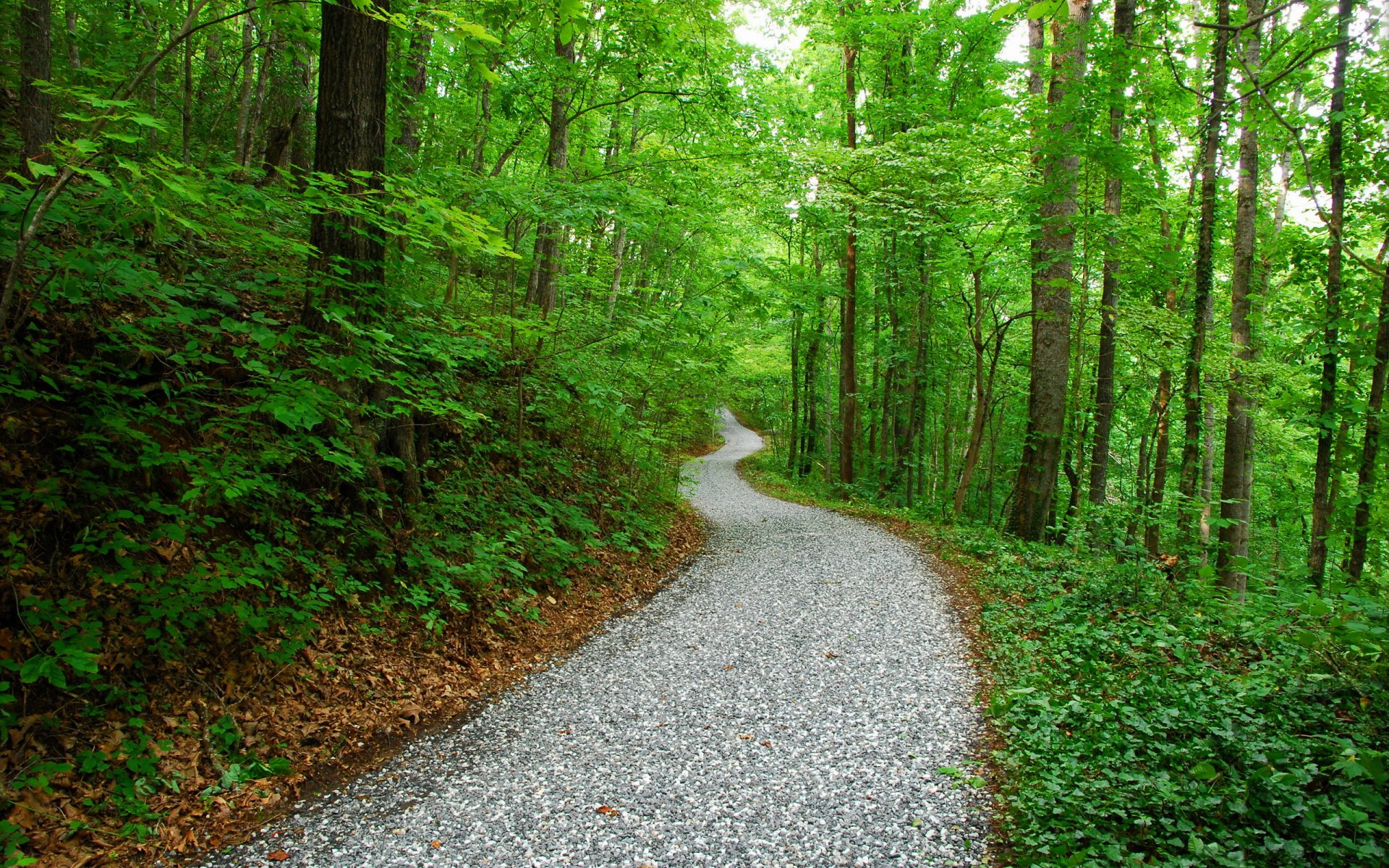 road park forest nature