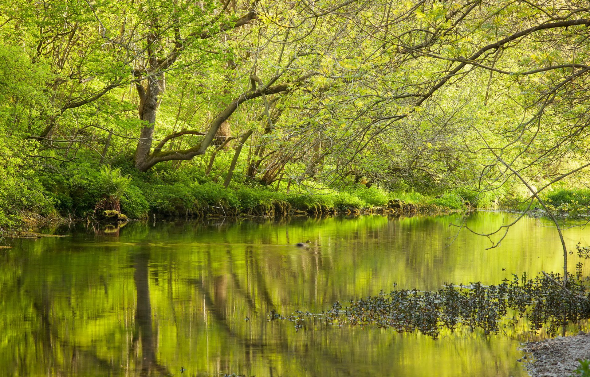 foresta lago primavera