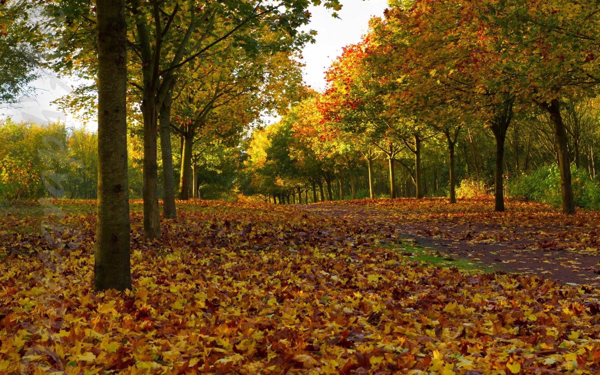 bäume allee blätter herbst