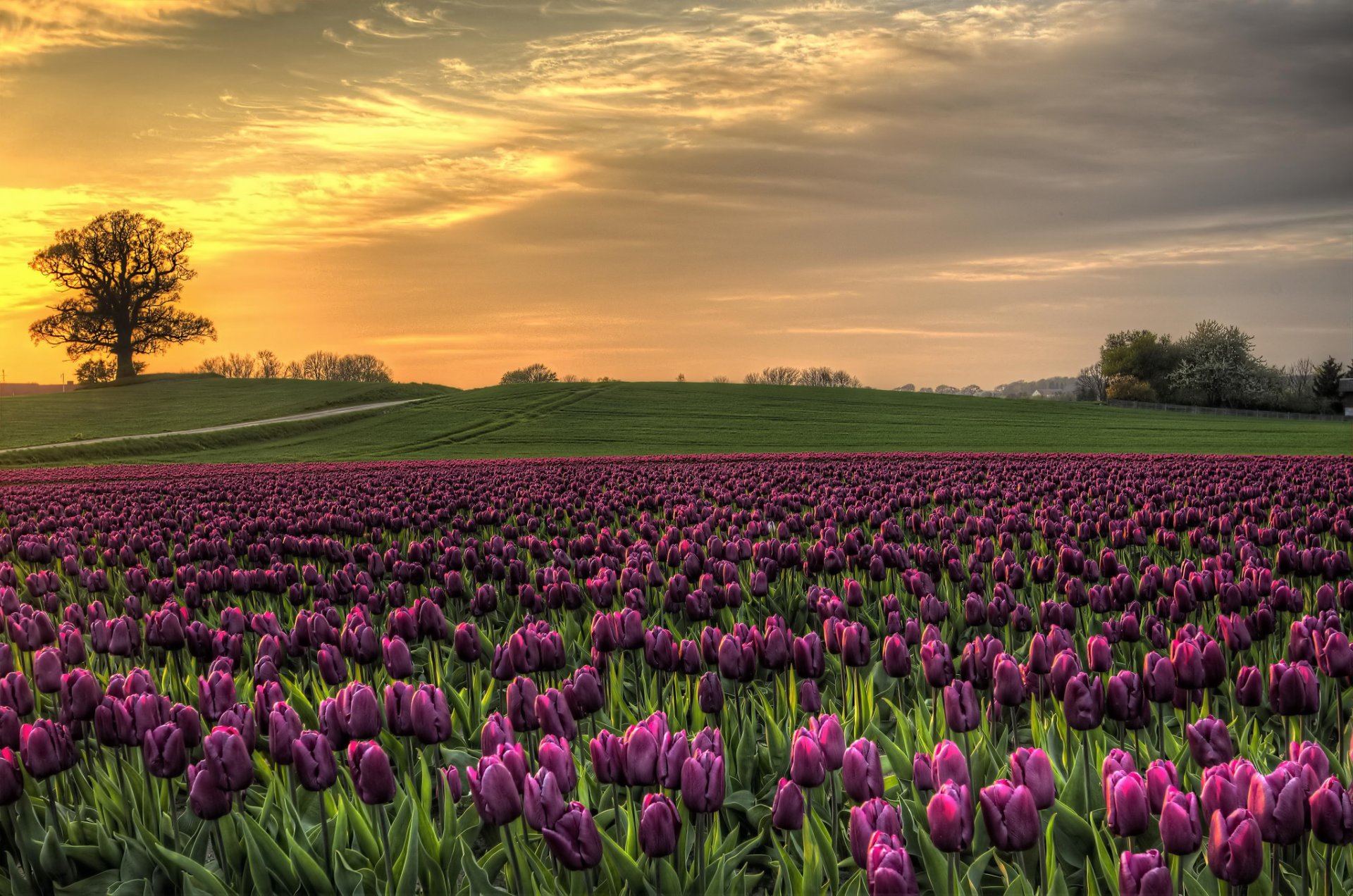 danemark champ tulipes ciel coucher de soleil nature