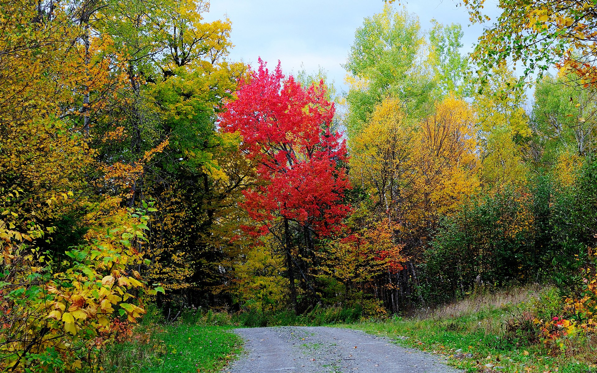 cielo foresta strada alberi foglie autunno