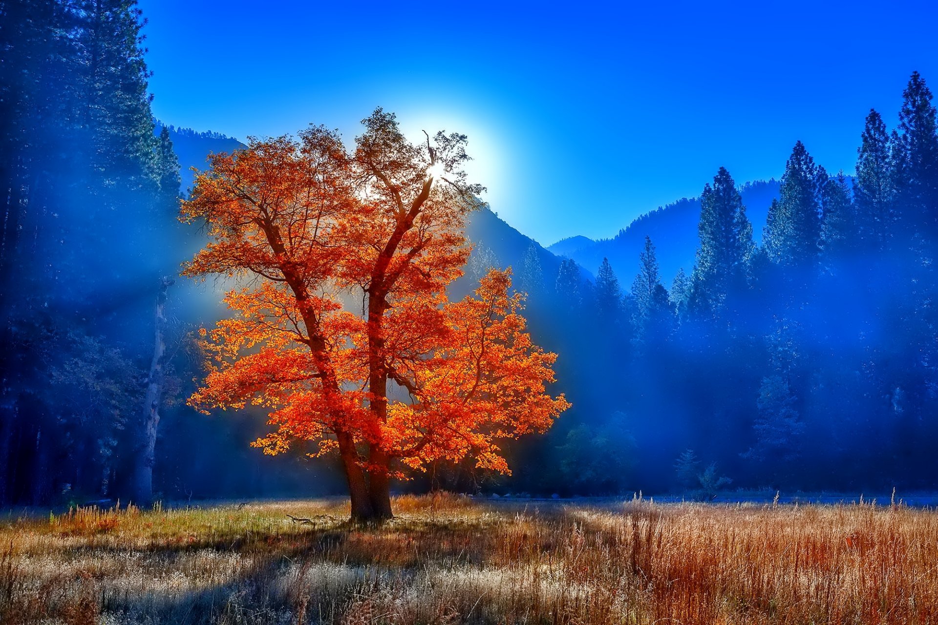 foresta alberi fogliame erba foschia sole