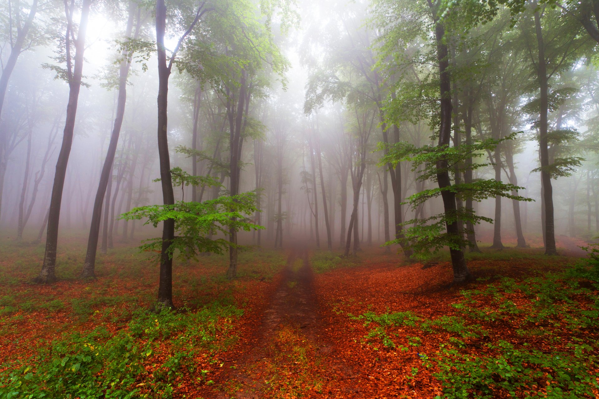 bosque camino árboles niebla