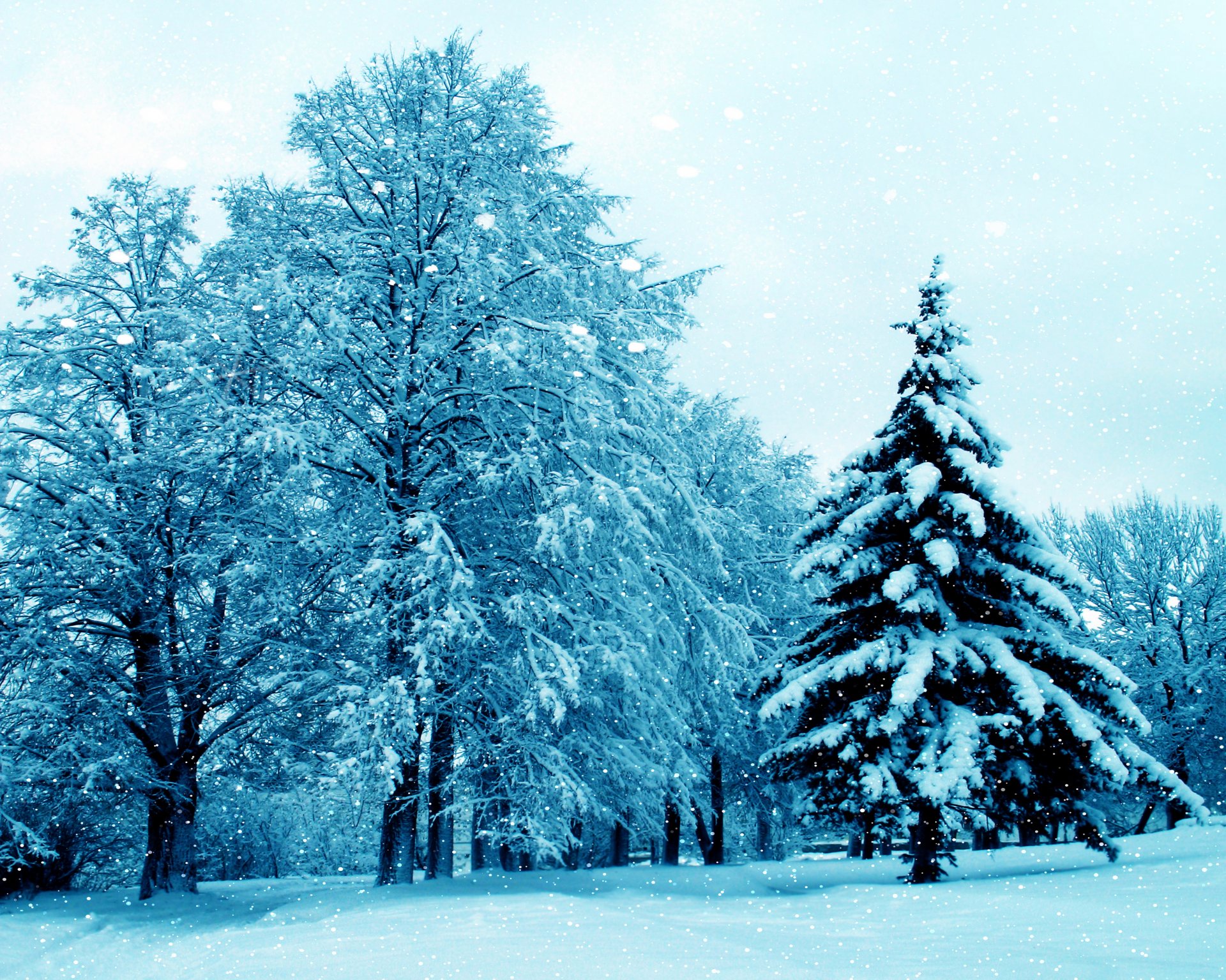 inverno natura neve albero inverno alberi albero di natale