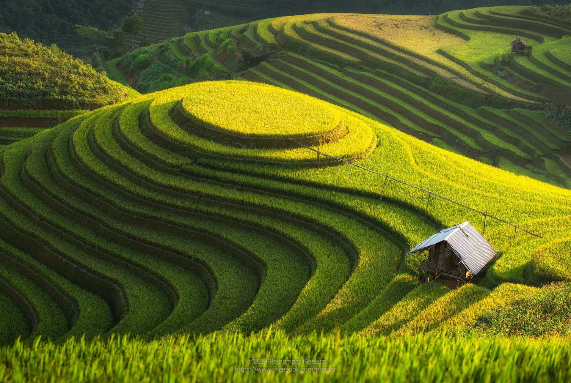 colline champ plantation nature