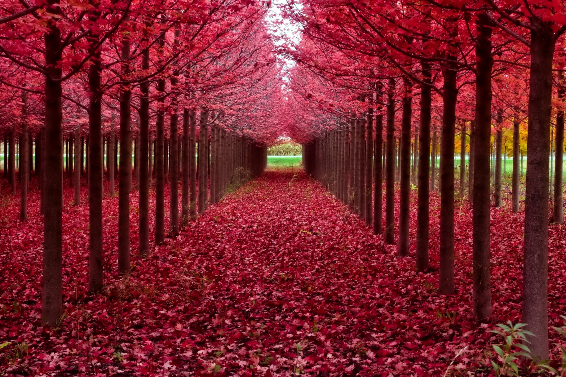 arbres ruelle feuilles pourpre automne