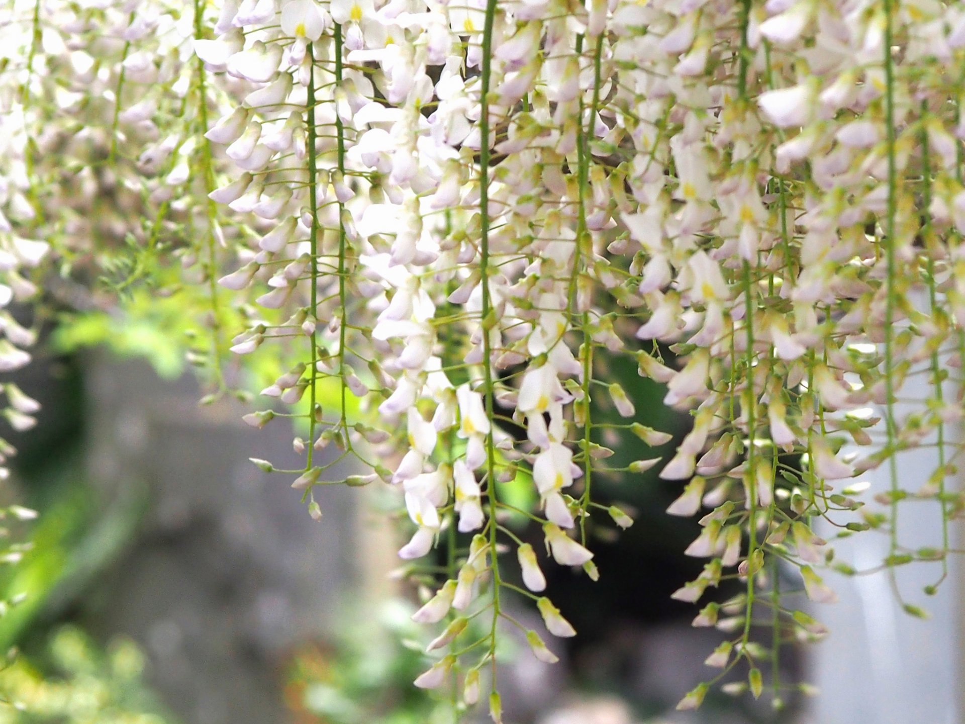 primavera floración cepillo wisteria