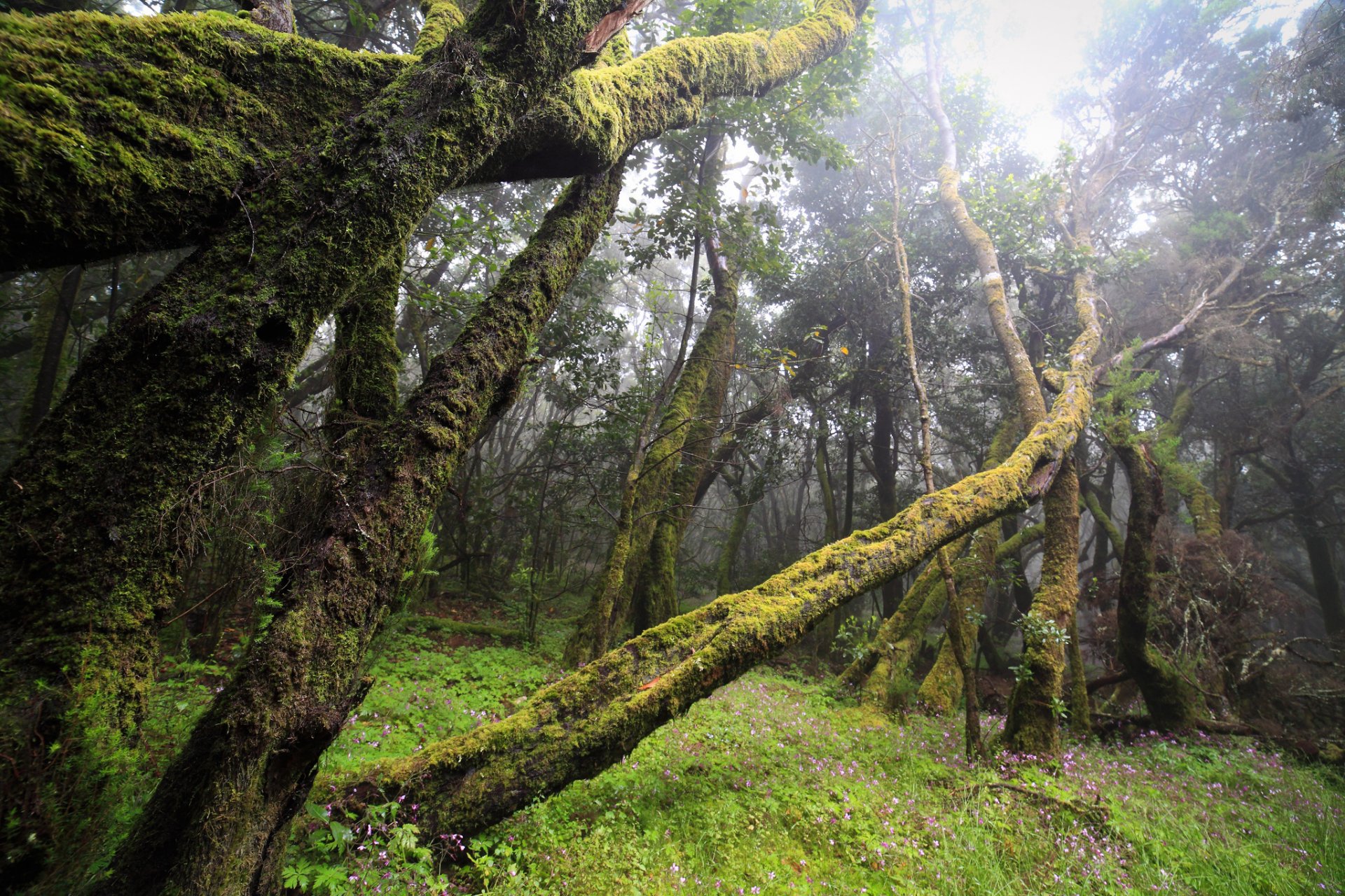 bosque cortavientos musgo niebla