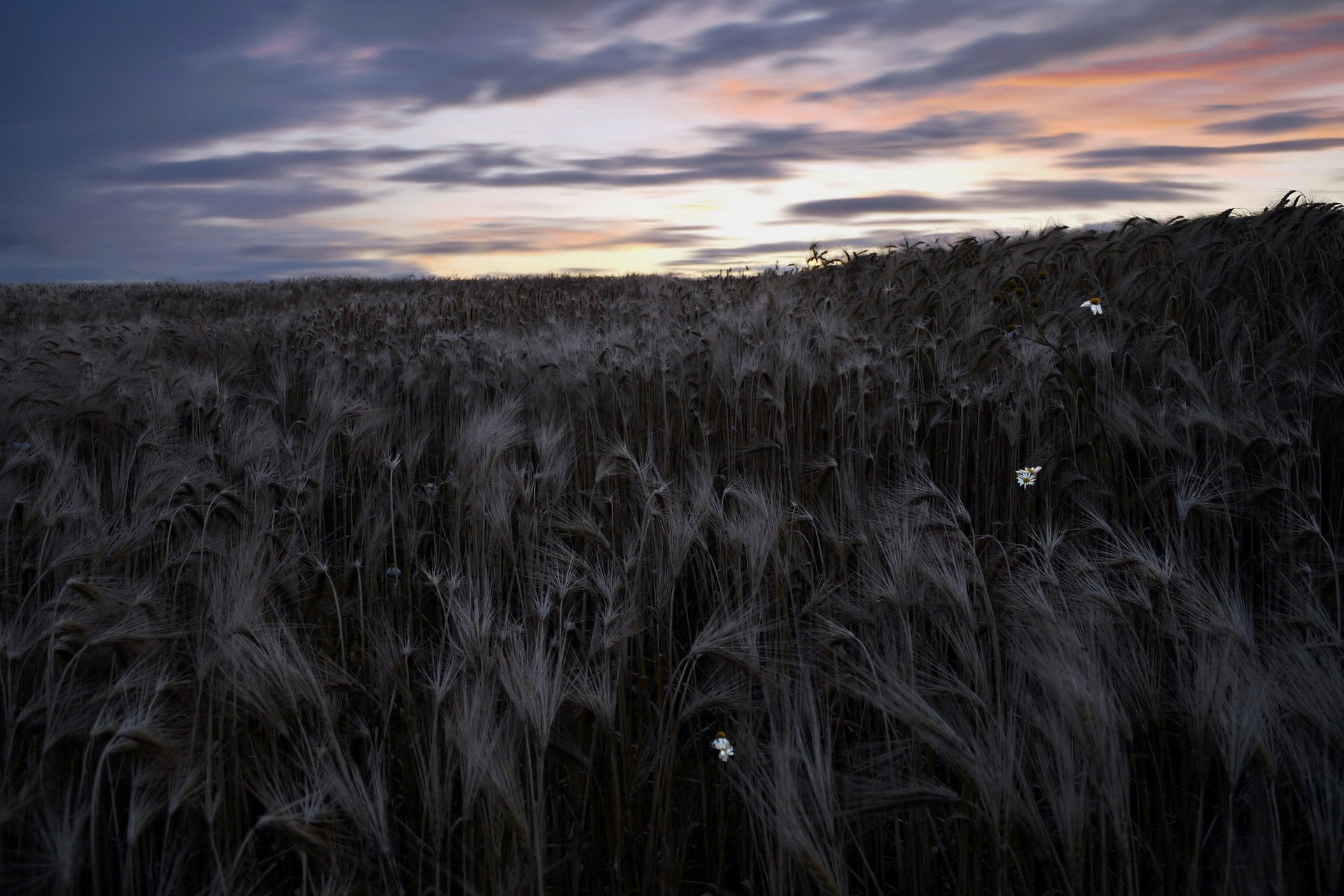 night the field ears sky nature landscape