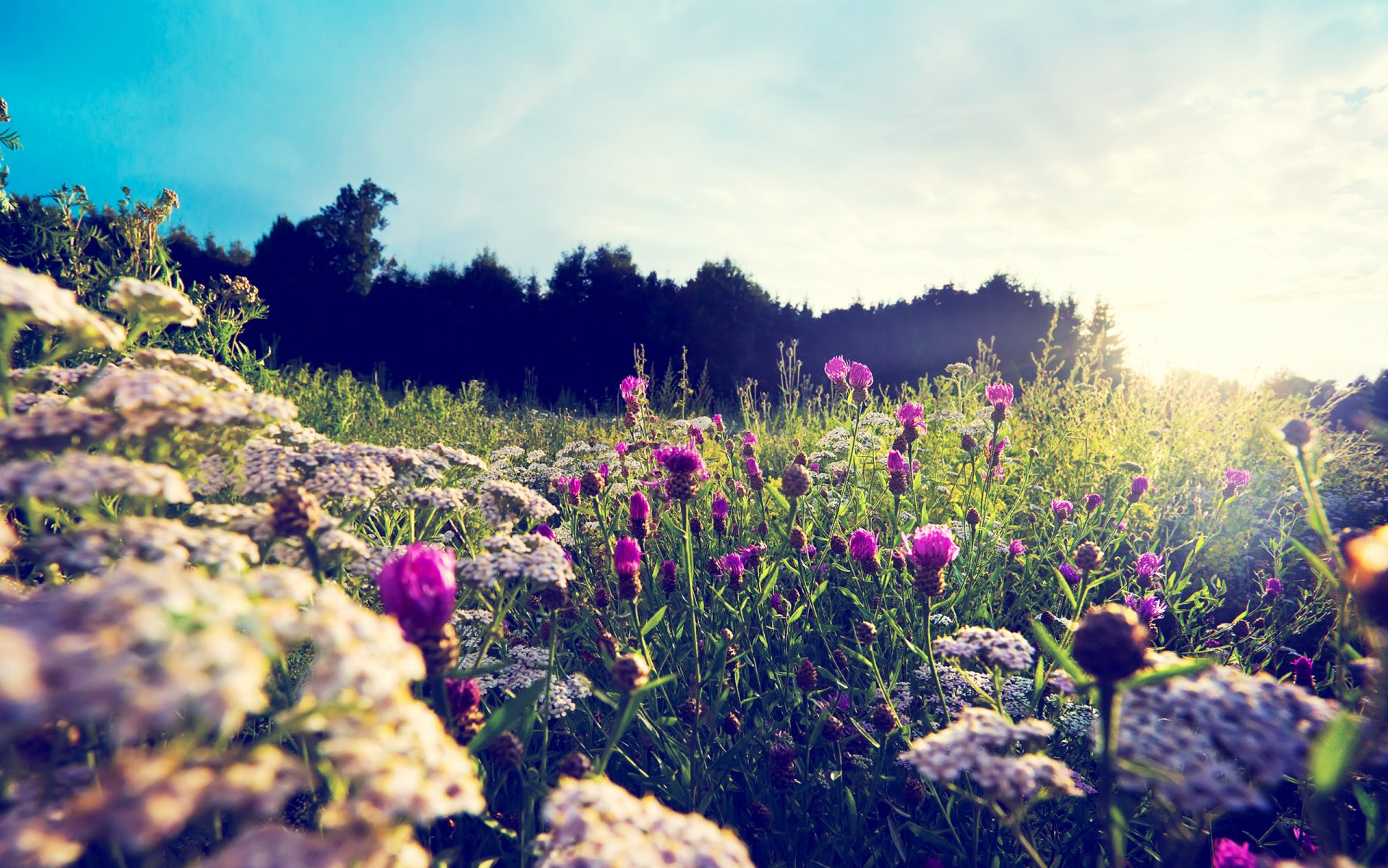 blumen wiese natur sommer