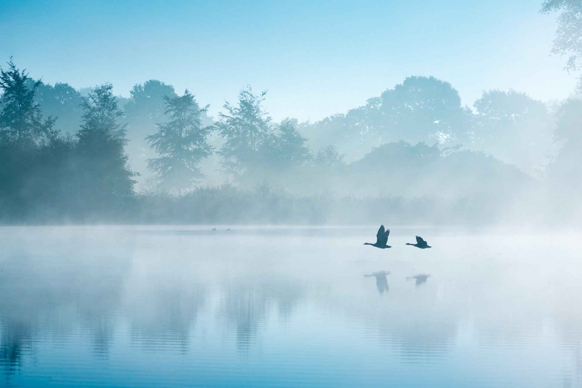 paesi bassi autunno settembre lago mattina nebbia uccelli oche cigni